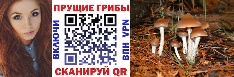 купить наркоту  Россошь  Галлюциногенные грибы Psilocybine cubensis 